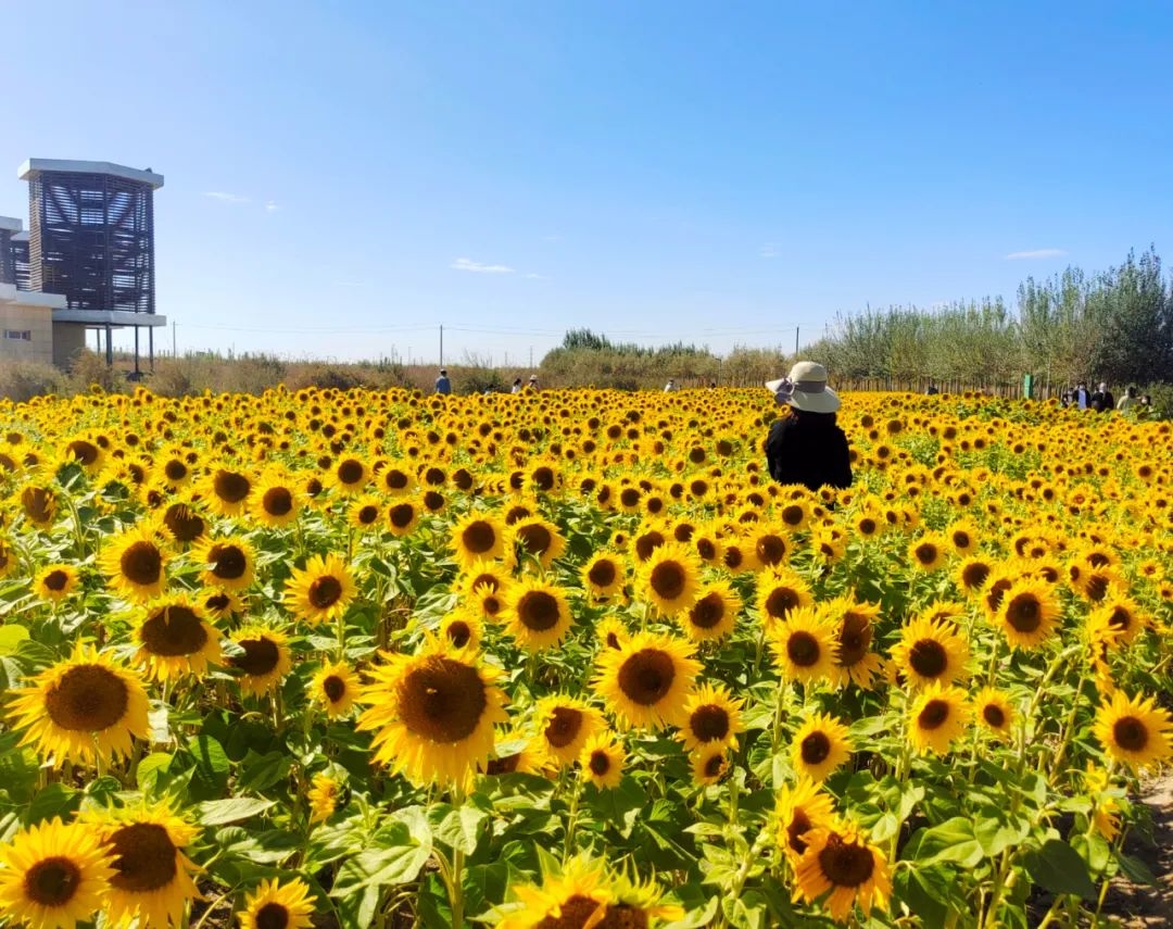 向日葵花海。格爾木市委宣傳部供圖