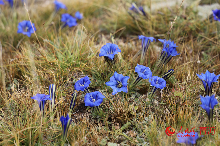 黃河源區(qū)花開秋季，草木青黃。人民網(wǎng) 陳明菊攝