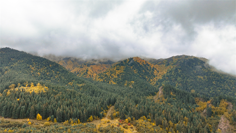 秋韻坎布拉。羊格東智攝