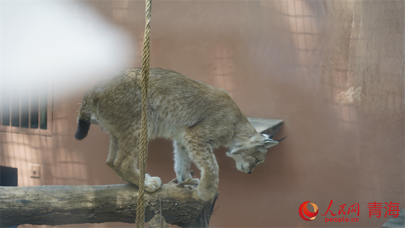 猞猁。人民網(wǎng) 況玉攝