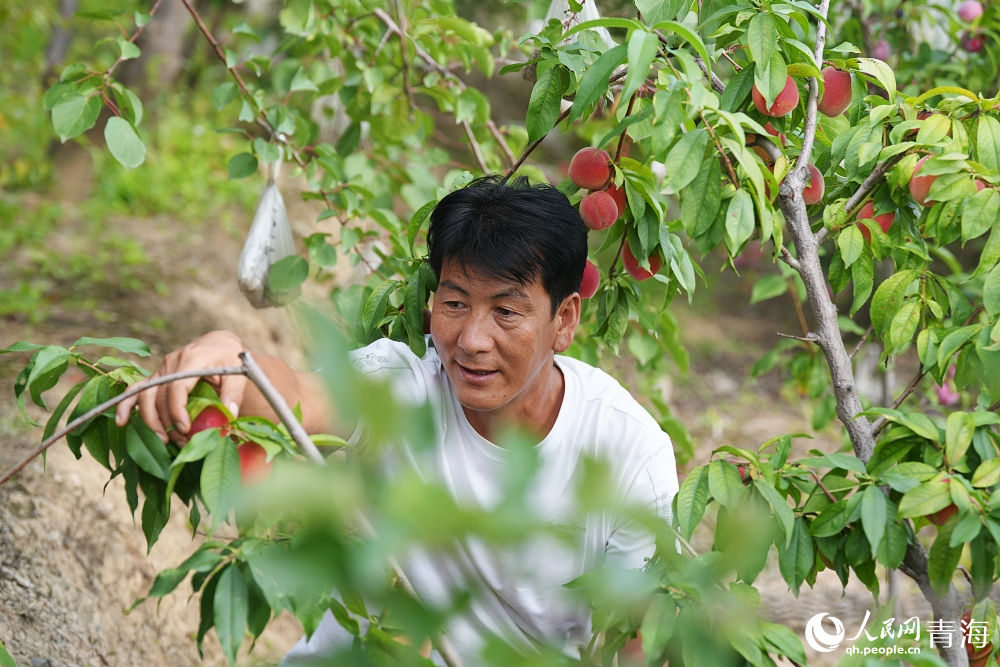 游園采摘。人民網(wǎng) 陳明菊攝
