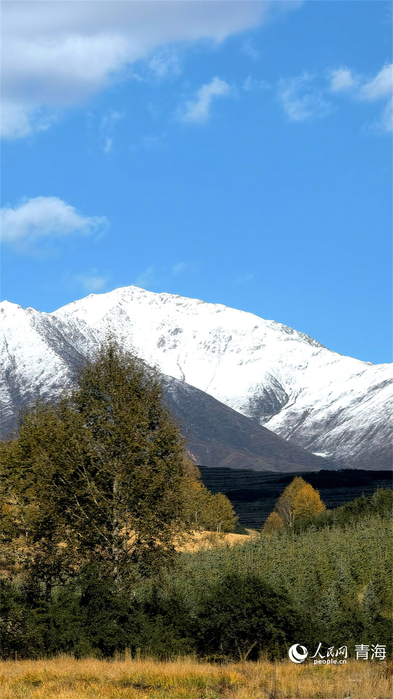 在大通縣東峽鎮(zhèn)，橙黃與雪白交織。人民網(wǎng) 馬可欣攝