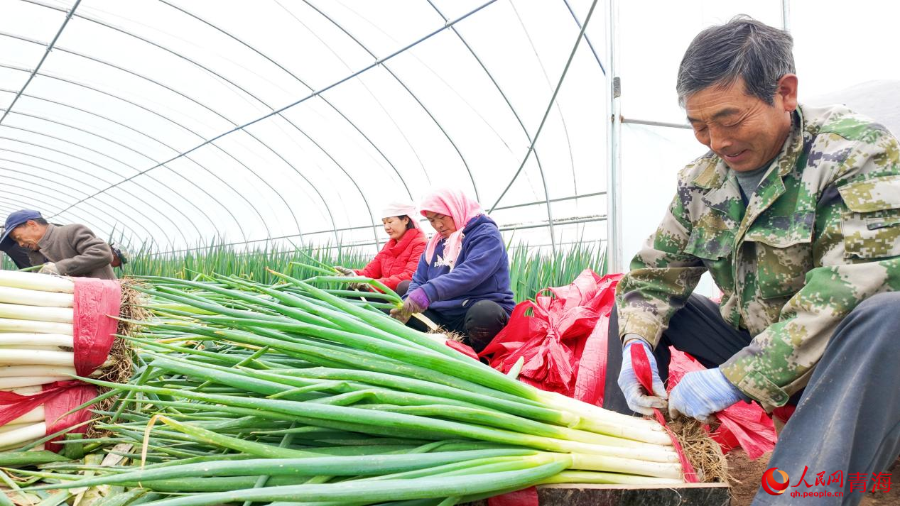 種植戶采收大蔥。人民網(wǎng) 況玉攝